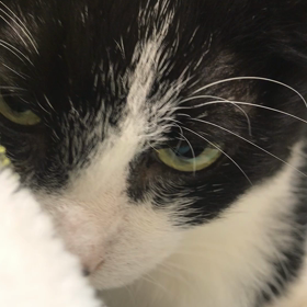 ミント闘病中の画像