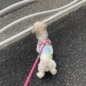 追いかけたい!!の画像