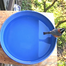 すぎぴたんの事件簿シーズン3　81話（食いしん坊な4人）の画像