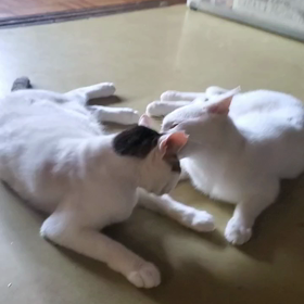 仲良しさんの画像