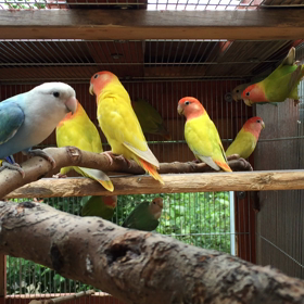 コロニー飼育の画像