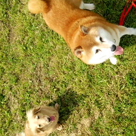 まみvsラブの画像