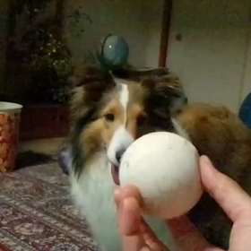 ボール遊びの動画の画像