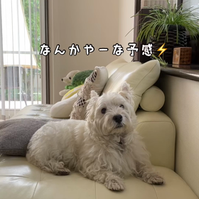 雷さんがやってきた！の画像