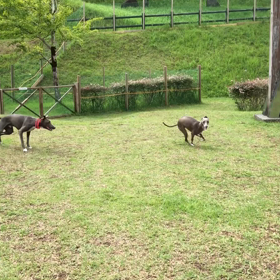 かわなべのドッグランへの画像