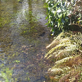 湧き水で癒されての画像
