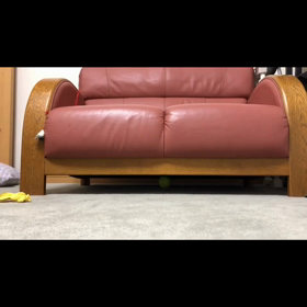 可愛い子猫動画撮りたいけど…の画像