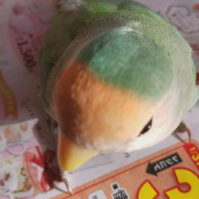 教えてもいないのにの画像