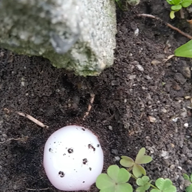 ありたち2020②の画像