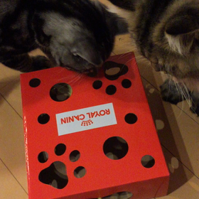 ロイヤルカナンの猫じゃらしBOXモニターに当選しました。の画像