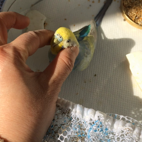 されるがままの画像