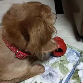 ミニチュアダックスとろろ10歳がコング初心者の画像