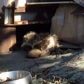 職場にたぬき出没する！の画像