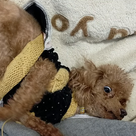 きなこの手術の画像