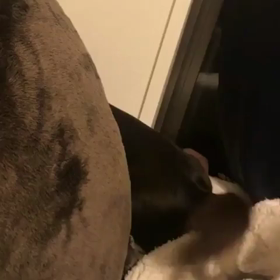 盗撮に敏感な犬の画像