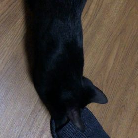 黒猫テトの動画だよ♡の画像