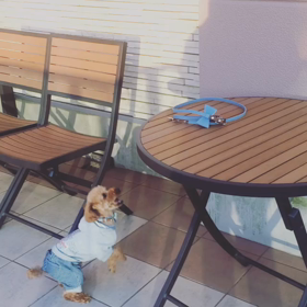 ☆トイプードルのジャンプ力の強さ☆の画像