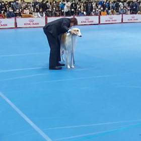 新システムのドッグショーの画像