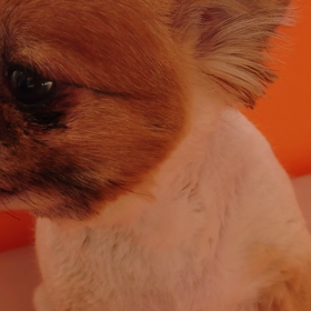 気管虚脱通院12回の画像