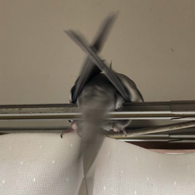 オトナになりましたの画像