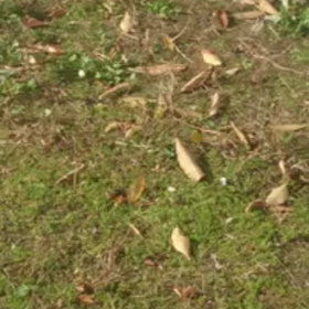 しらゆきちゃん 動画シリーズの画像