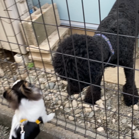 大型犬にも負けません！　〜ティム君〜の画像