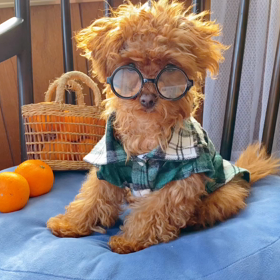 うちのピッタイの画像