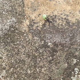 アリンコさんの画像