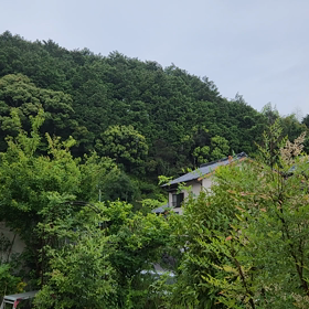 ホトトギスの画像