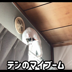 今日のテンの画像