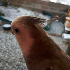 雪やね~~♪の画像