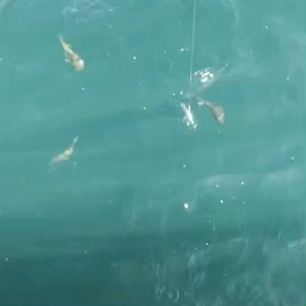 おはよう御座いますmmの画像