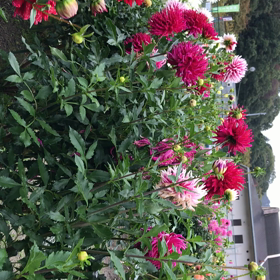 ダリア園の画像