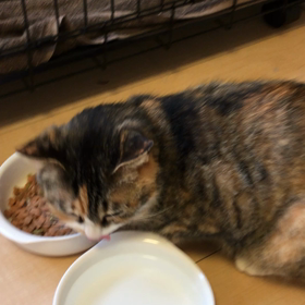 はぁ、誰に似たのかしらの画像