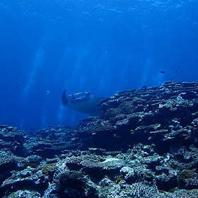 石垣島マンタ絶好調！海人石垣島の画像