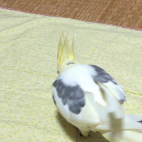 放鳥タイムに降りてきたの画像