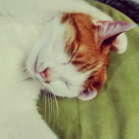 形状記憶の画像