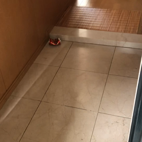 日赤から逆紹介で行ったけど…  デールちゃんのんびりお出迎え。の画像