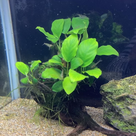 水換え直後で落ち着いてないのか。の画像