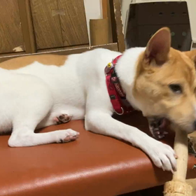 破壊王ひなの画像