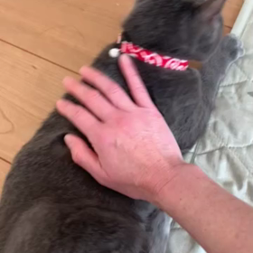 幸せにゃんこ誕生むーちゃんの画像