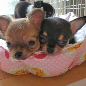 お迎えでしたの画像