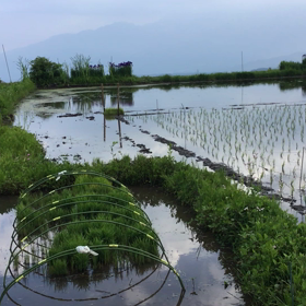 八ヶ岳南麓大泉・6/11田植えは３日目の画像