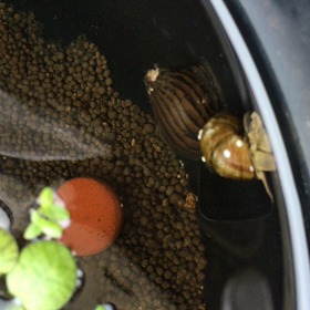 シマちゃん通ります！の画像