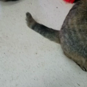 あくび、亡くなりましたの画像