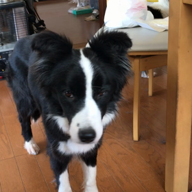 退屈らしいの画像