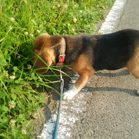 調子こんで、号外やってみる。の画像