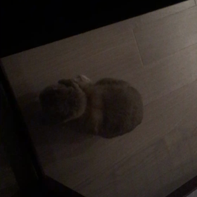 かわいいお出迎えの画像