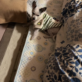 足がキリンの水飲みスタイルの画像