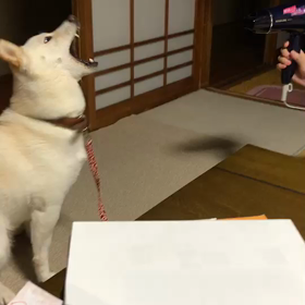 面白動画の画像